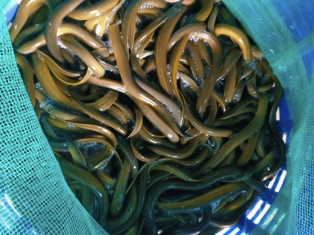bênh